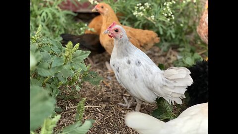 The Pure Joy of Homesteading Combined with Lifestyle Design