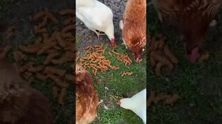 Chickens Enjoying Apple “Turds”
