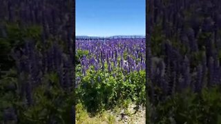 Ares rocks the lupine field