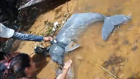 Rescue Dolphin