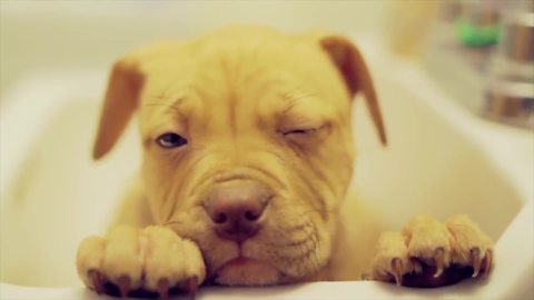 This compilation of dogs & puppies will most definitely make you smile!
