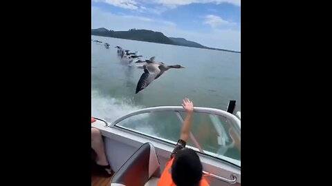 Pelicans fly along a boat.