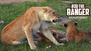 Young Lions Playing | Maasai Mara Safari | Zebra Plains