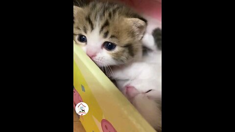 wow_how_Sweet_adorable_cuteness_so_cute_kitty_cats😻😻