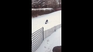 Dog in the snow ❄️ #cute❤️