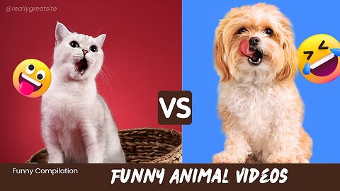 Funny Animal Videos 😅 - Funniest Dogs and Cats Videos #2023