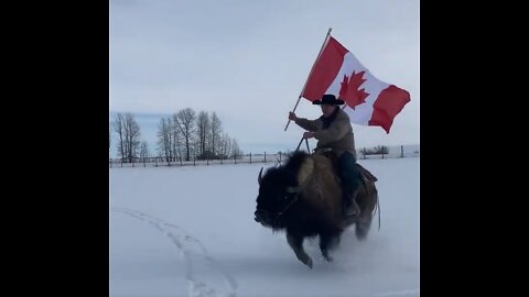 Canadian Patriot Rides Bison with Canadian Flag in Support of Freedom