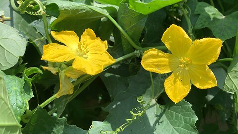 Beautiful yellow flowers