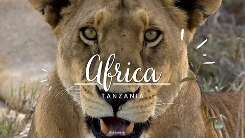 MEGA visuals on almost all of Africa animals in one short video. The strongest of all!
