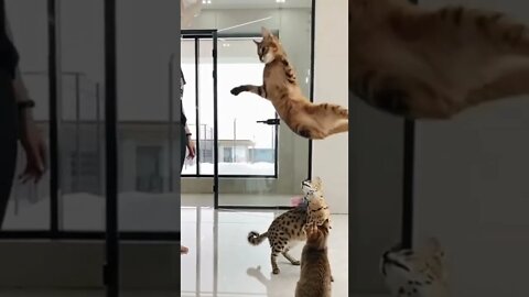 #shorts Смешные Коты Из Тик Тока 275 Funny Cats From Tiktok