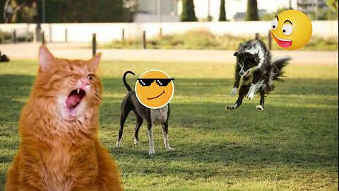 Funny Dogs And Cats Videos 2024 😆 - Best Funniest Animal Videos Of The Month 🥰👌
