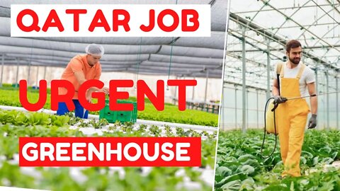 Urgent Requirement Green House Worker & Packing Vegetable In Qatar | Fc Enterprise