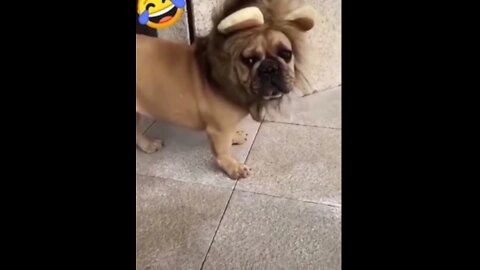 😅Funny Dog Video🤣|| shorts video's