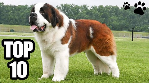 TOP 10 Biggest Dogs In The World | Le razze di cani più grandi del mondo
