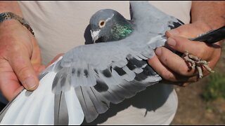 Racing pigeons in West Allis