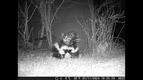 Trail Cam: Bunkhouse Skunks - 1 Bait Bully - 1 Possible New Momma?