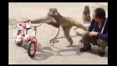 funniest monkey - cute and funny monkey videos