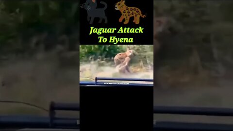 Jaguar attack To Hyena 2022 🐈‍⬛#youtubeshorts #shorts #shortvideo