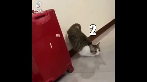 Tiktok Viral Video Funny Cat Slaping a Cat 😂