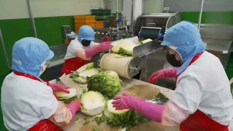 Kimchi Factory 🌶️🇰🇷 #shorts #kimchi #how to make kimchi