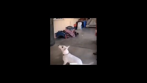 Very Funny Video Cat And Dogs