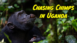 Chasing Chimpanzees in Uganda