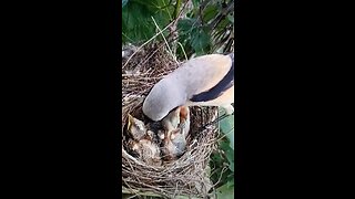 Bird families newly born chicks?