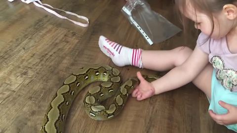 2-year-old plays with 6 foot long pet python
