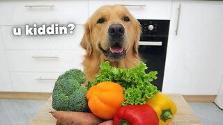 Dog Reviewing Different Types of Food | Leo Taste Test #1