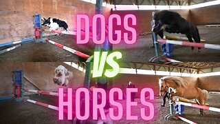 Dogs Vs Horses! Free Jumping our pets!