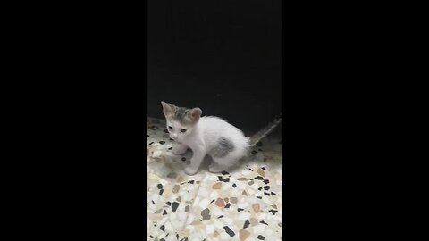 Rabbit Kitten | Funny Kitten | Kucing