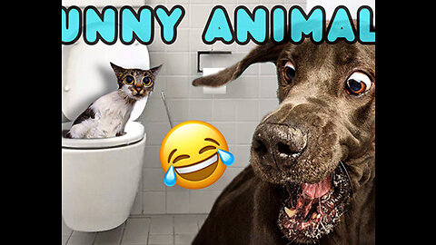 try not to laugh !!! best funny clips
