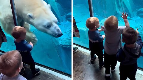 Kids Delighted By Up-close Polar Bear Experience At STL Zoo