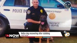 Police dog recovering after stabbing