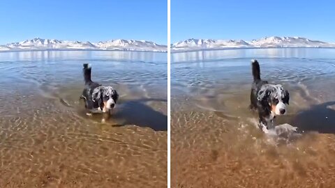 Puppy Goes Swimming In Cold Waters Of Lake Tahoe
