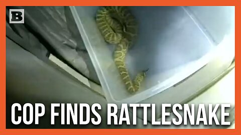 "What the ****, Dude!" Cops Finds Angry Rattlesnake While Searching Car
