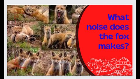 What noise does a fox makes?