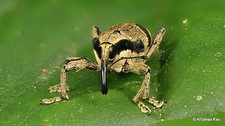 This Cute Little Resident Of The Ecuadorian Rainforest Loves Grooming Itself