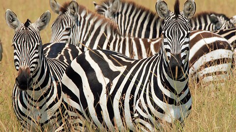 fascinating habits of zebras.