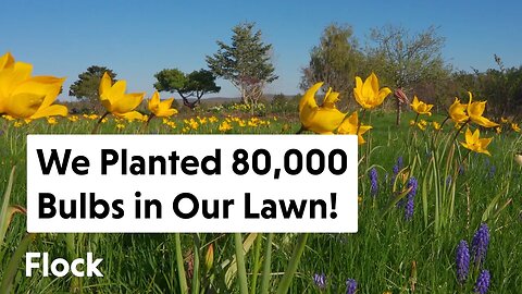 We Planted 80,000 BULBS in our LAWN. See Them Bloom Over 3 MONTHS — Ep. 173