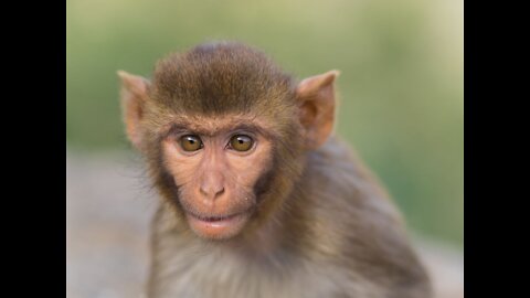 Baby monkey is adorable and amusing.