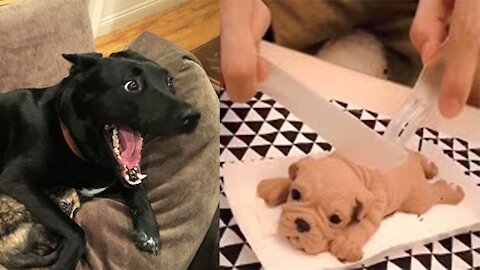 Funny Dog Reaction to Cutting Dog Cake