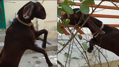 Goat Eating Plant | Goat and Man | Goat Jumping | Goat eating Leaves