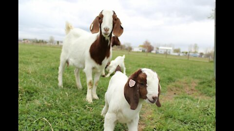 Dozens of baby goats - kids - jumping, yelling and playing | HD footage