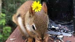 Cet écureuil reçoit une petite fleur de son propriétaire