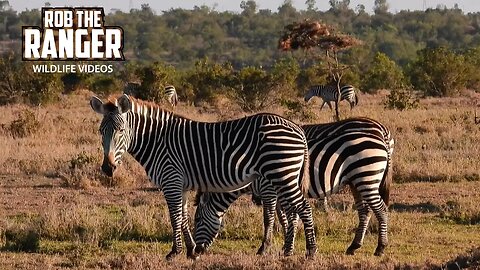 Zebras, A Gymnogene, And Mount Kenya | Ol Pejeta | Zebra Plains On Tour