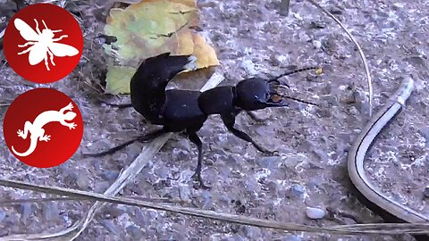 Insect vs Reptile - Devil's coach horse beetle (Ocypus olens) VS Slowworm (Anguis fragilis)