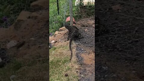 Goanna comes indoors