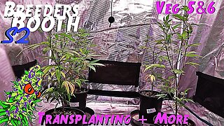 Breeders Booth S2 Ep. 4 | Veg Weeks 5 & 6 | Transplanting + More