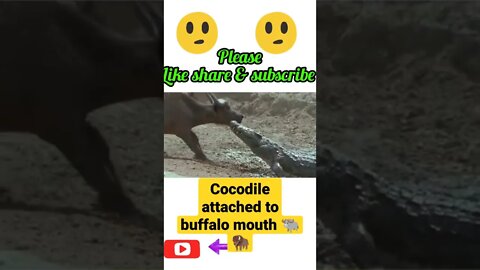 Cocodile attached to buffalo 🐃 mouth||#shorts #youtubeshorts